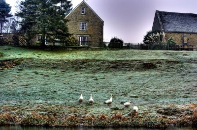 Geese at Upper Heyford