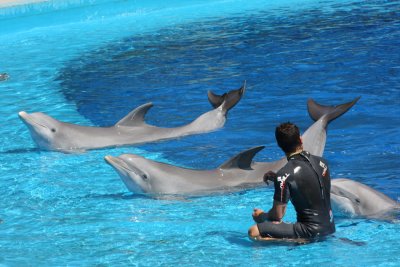 Madrid Zoo Dolphinarium