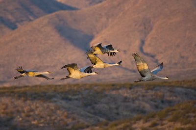 Bosque Del Apache