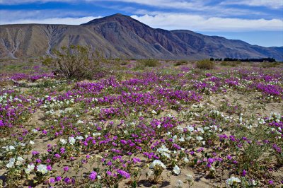 Sand Verbena and Desert Lilly_Anza Borrego.jpg
