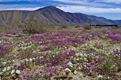 Sand Verbena and Desert Lilly_Anza Borrego.jpg