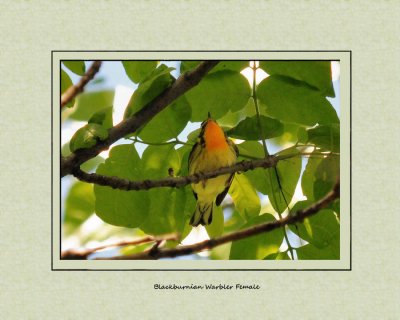 Blackburnian Warbler female
