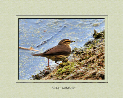 Northern Waterthrush