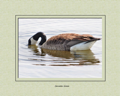 Canada Goose