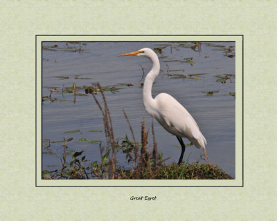 Great Egret