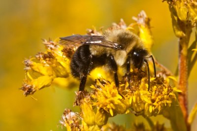 Bumblebee 2