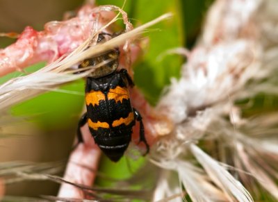 Carrion Beetle on Shrub