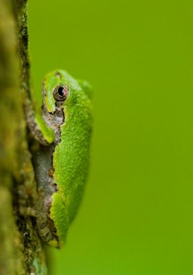 Gray Treefrog