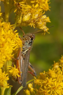 Grasshopper
