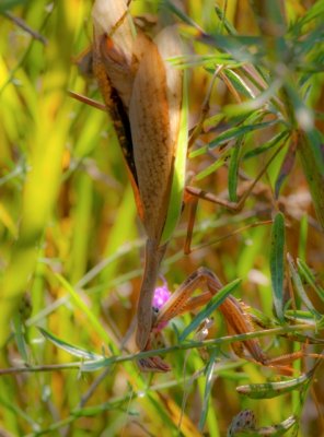 Mantis 1