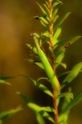 Green Mantis
