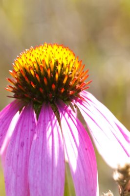Purple Coneflower