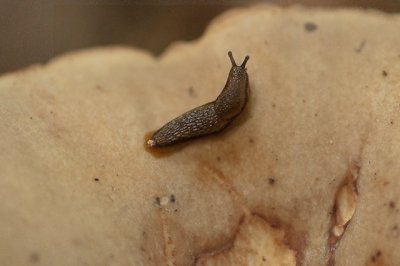 Slug