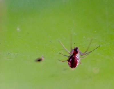 Spider 1