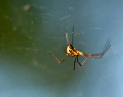 Spider 2