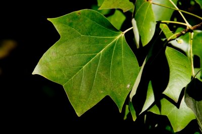 Tulip Poplar Leaf