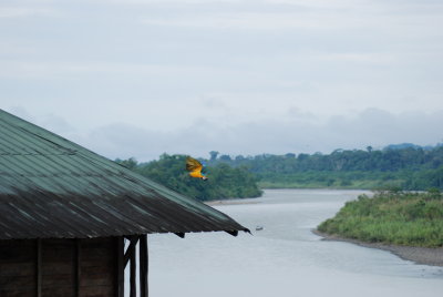 Hotel Suisse, Ecuadorian Amazon