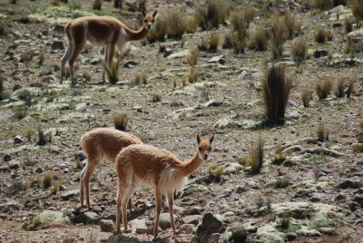 Vicunas seen riding  between Nazca and Abancay.