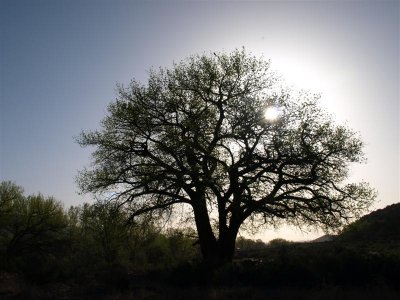 Backlite tree - Abiquiu, NM