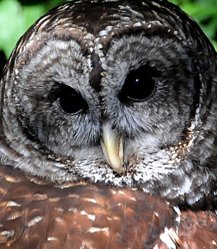 Barred Owl
