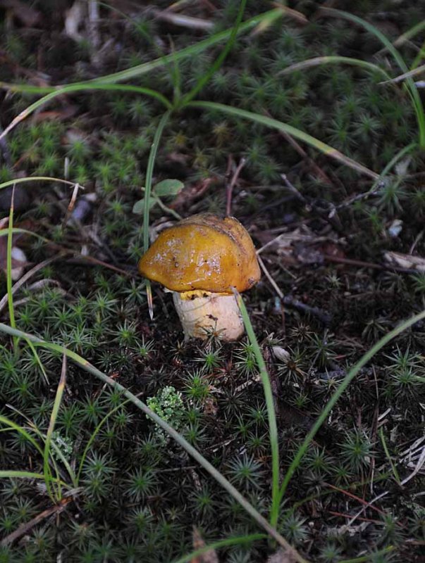 Forest Fungus