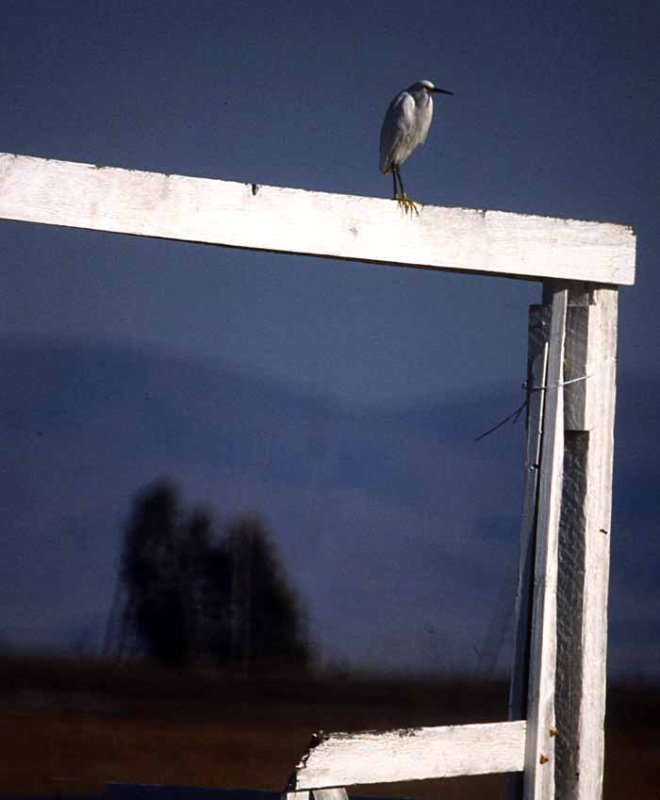 Egret on Blackhole Gate