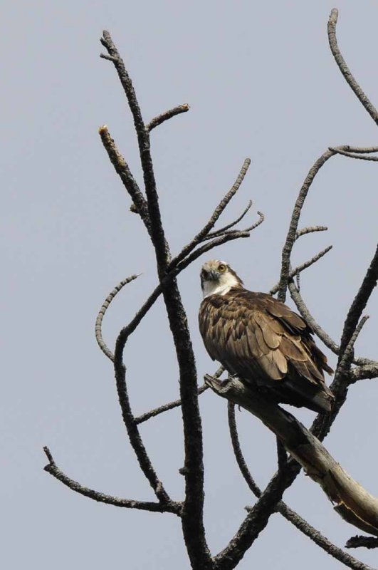 Watchful Osprey
