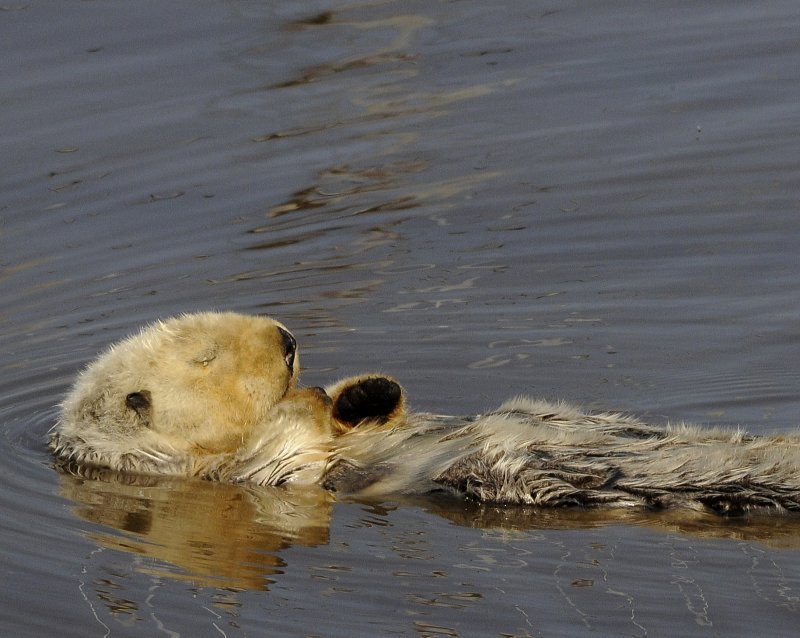 California Sea Otter