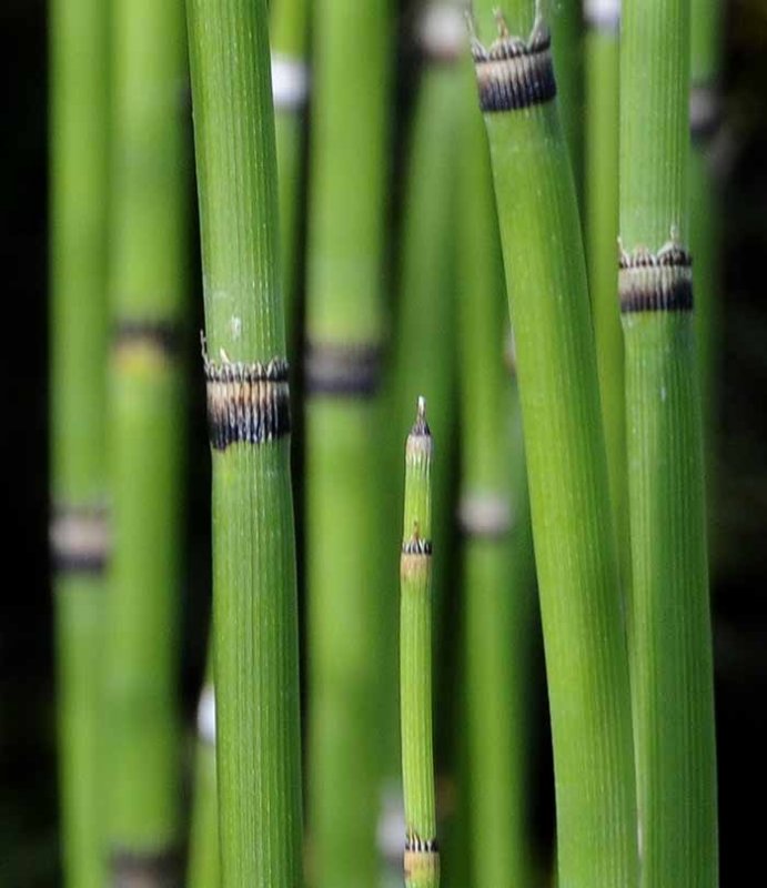 Horsetails