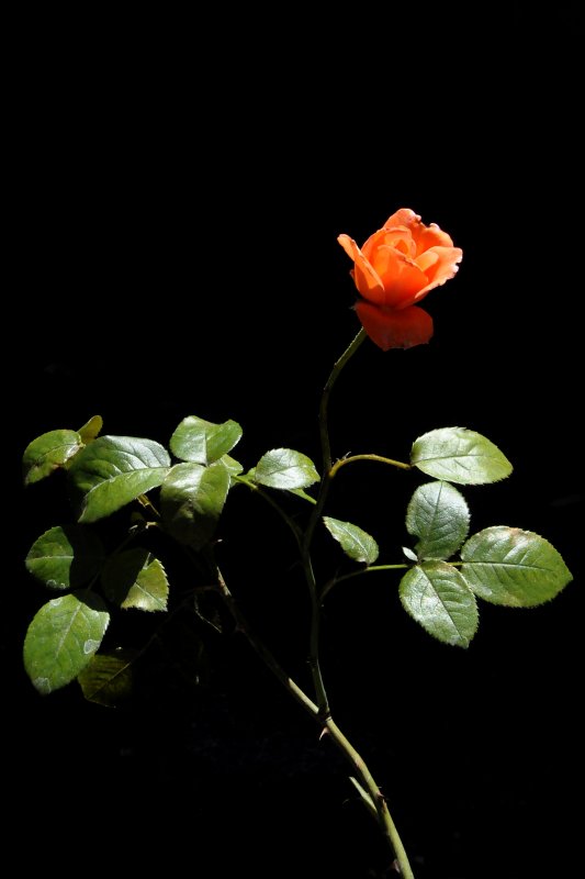For Sasha...to Remind Her of Him