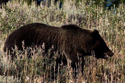 Grand Tetons 45.jpg