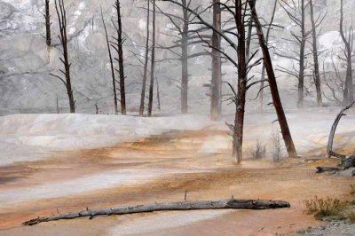 Mammoth Hot Springs