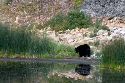 Yellowstone Tour  02