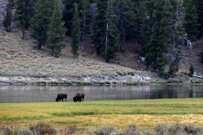 Yellowstone Tour  12