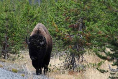 Yellowstone Tour  16
