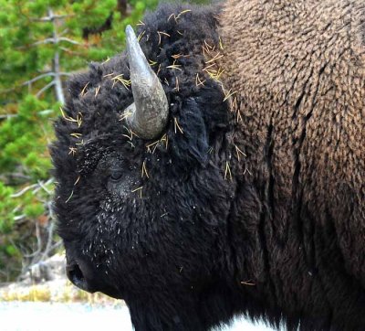 Yellowstone Tour  17