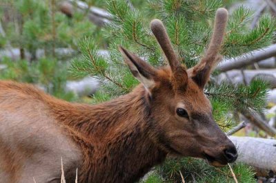 Yellowstone Tour  24