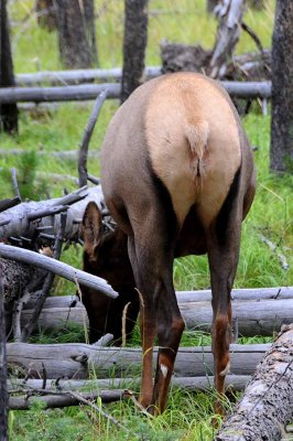 Yellowstone Tour  25