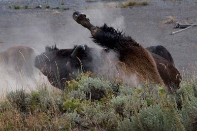 Yellowstone Tour  41