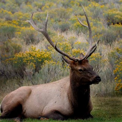 Yellowstone Tour  44