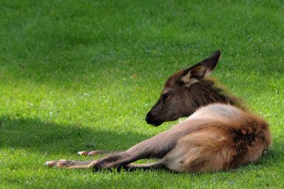 Yellowstone Tour  45