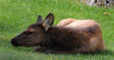 Yellowstone Tour  46