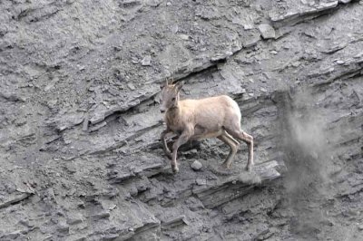 Yellowstone Tour  59