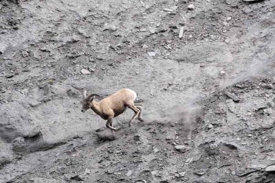 Yellowstone Tour  60