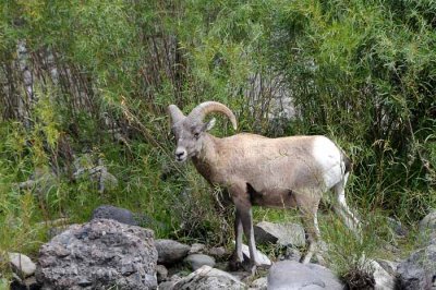 Yellowstone Tour  61