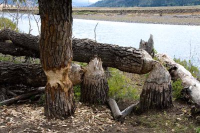 Yellowstone Tour  64