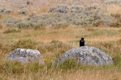 Yellowstone Tour  65