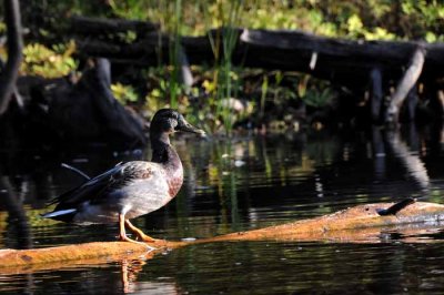 September on the Au Sable 10