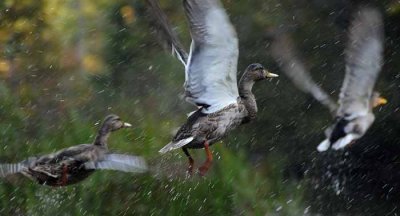September on the Au Sable 28