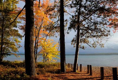 Autumns Trees 02